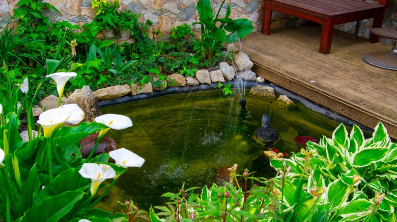 Outdoor pond surrounded by foliage