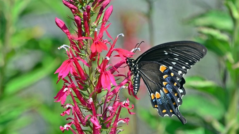 Swallowtail butterfly on Lobelia cardinalis