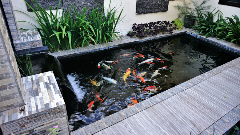 Koi pond with flowing waterfall