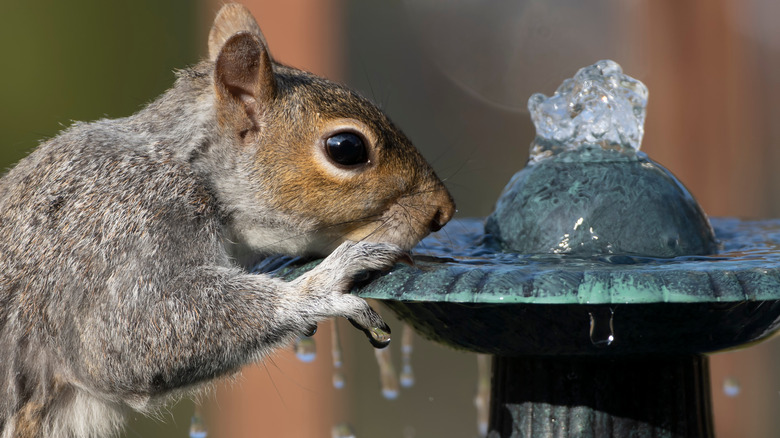 Squirrel drinking from fountain