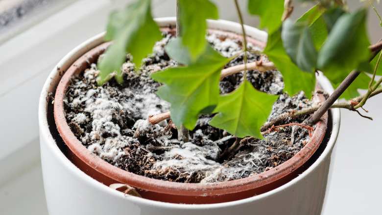 A plant with fungal growth.