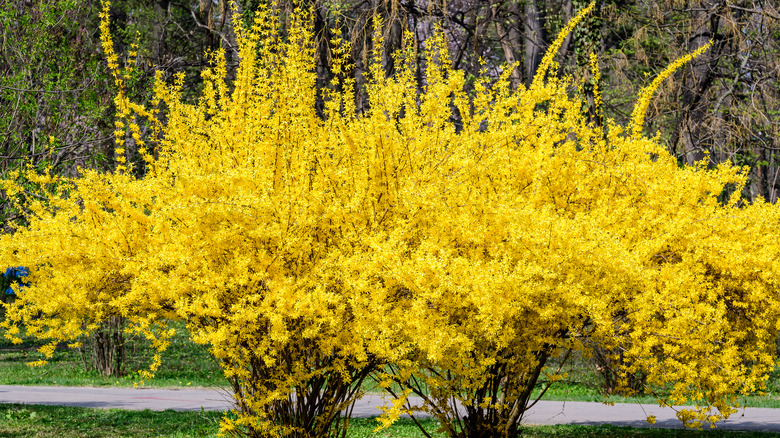 Why You Should Be Careful Pruning Your Forsythia Shrub In Summer