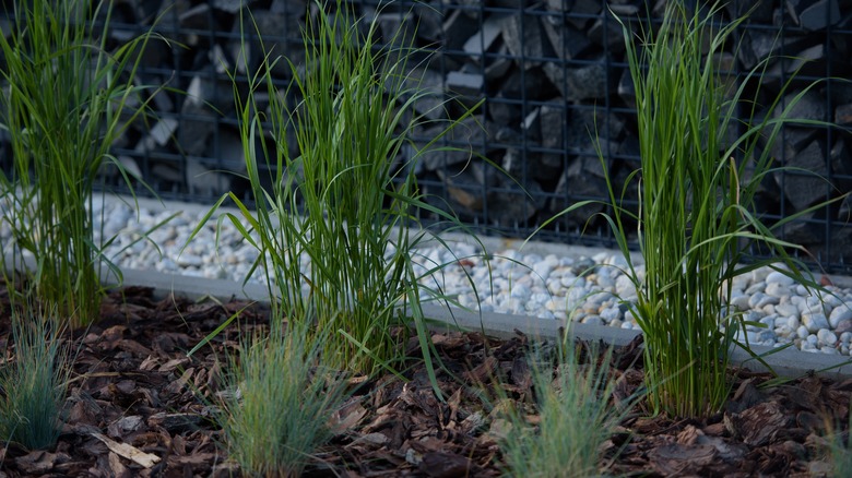 Young feather reed grass