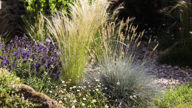 Grasses in garden