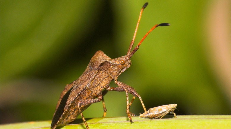 Anasa tristis squash bug