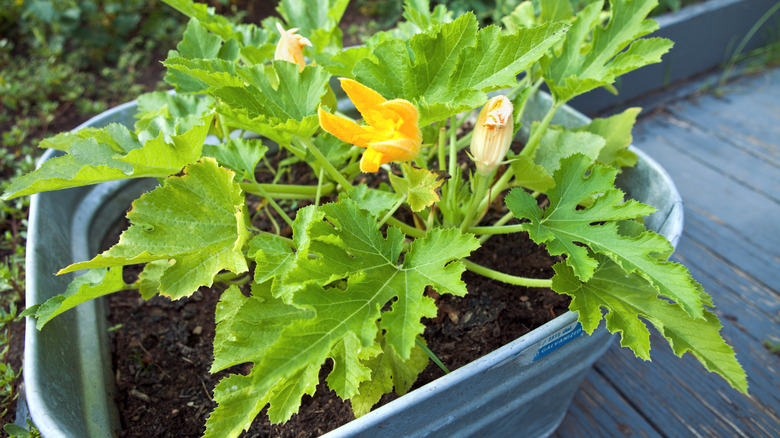 Gourd plants growing in container