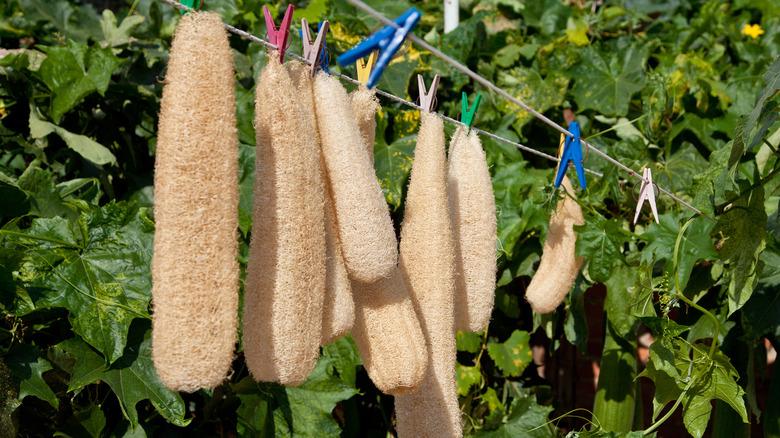 Luffa gourds hanging to dry