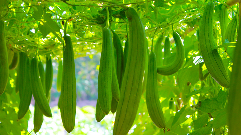 Luffa gourds in garden