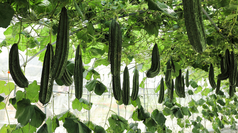 Luffa gourds growing along trellis