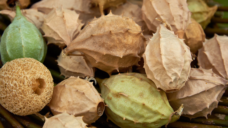 Dried ball luffas