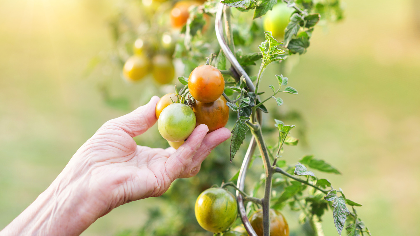Want to plant tomatoes? Here's how to time them just right
