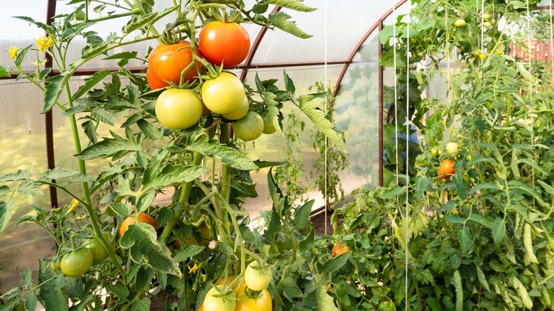 Ripening Tomatoes On Vine 