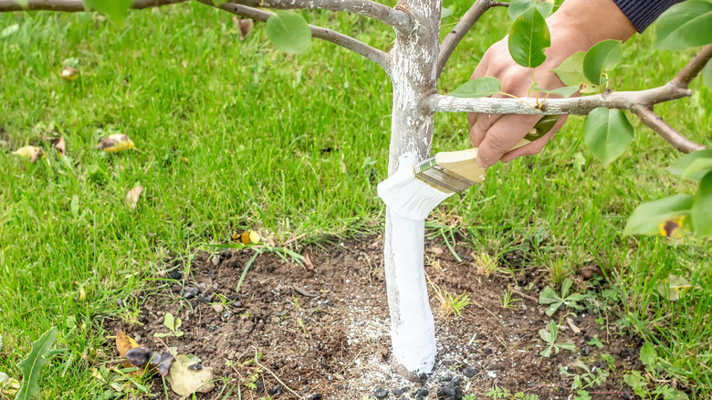 person limewashing an apple tree