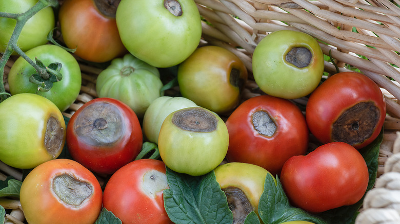 Tomatoes with blossom end rot