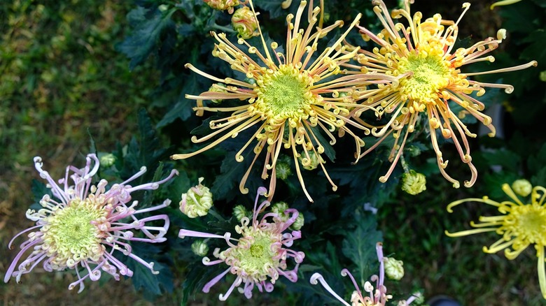Multiple colored spider mums