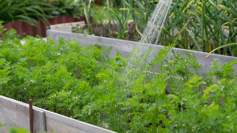 watering carrots in raised bed