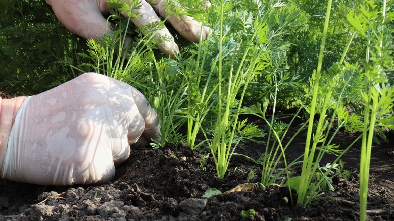 person thinning carrots