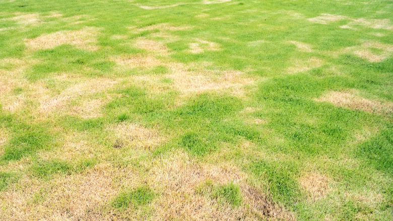 patchily damaged lawn