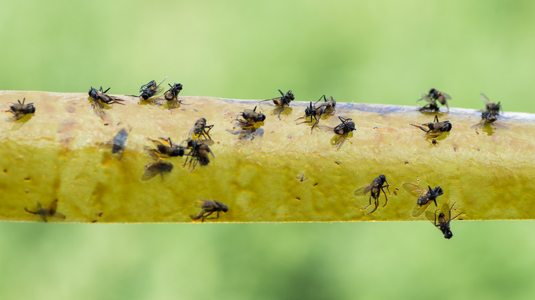 Flies caught in honey