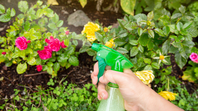 Hand spraying leaves with bottle