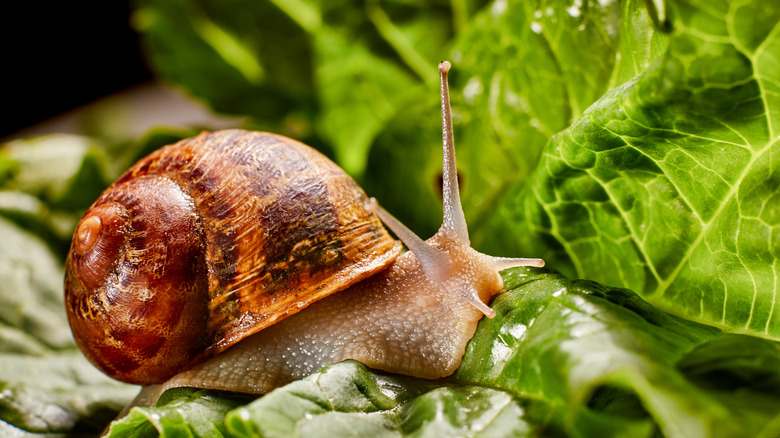 Snail on cabbage leaf