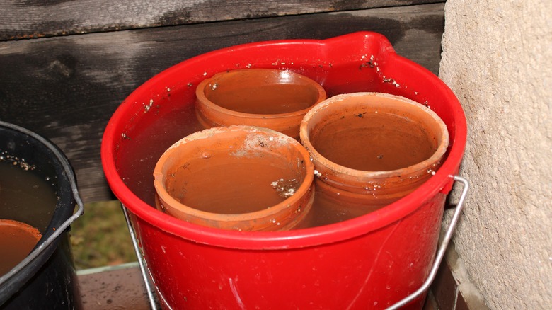 Garden pots soak in red bucket