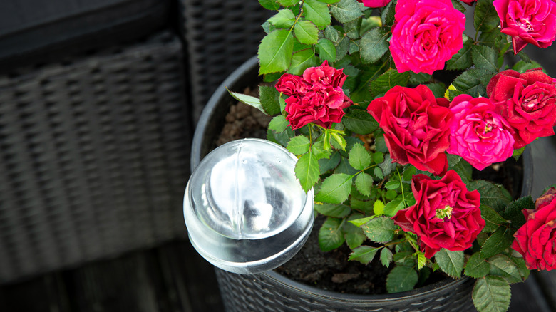 Irrigation globe in potted rose plant