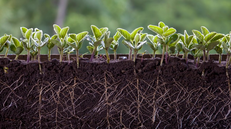 plant and its roots