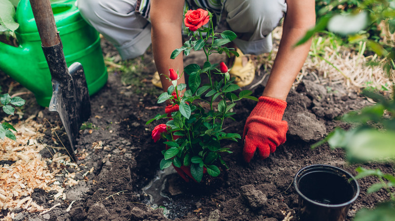 woman transplanting roses 