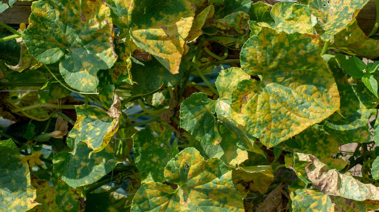 Cucumber leaves infected with mildew