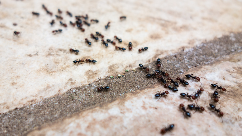 Trail of ants on tile