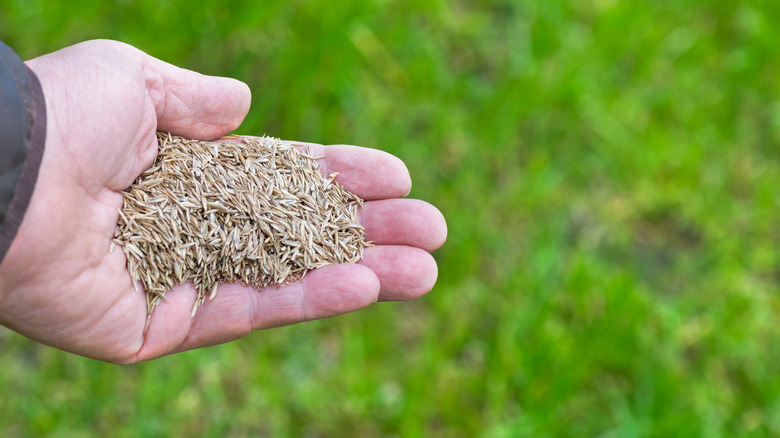 hand with lawn seeds