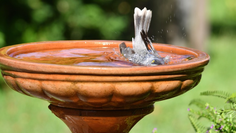 Bird swimming in birdbath