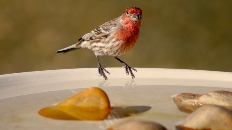 Finch near birdbath rocks