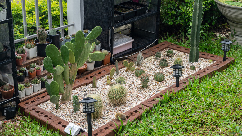 Small garden design with succulents in soil and in pots