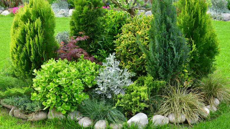 Decorative bushes in a backyard garden