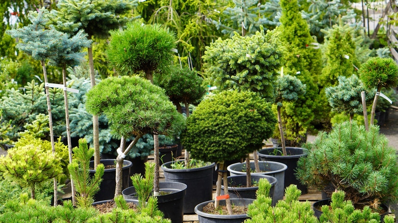 Dwarf trees at a nursery