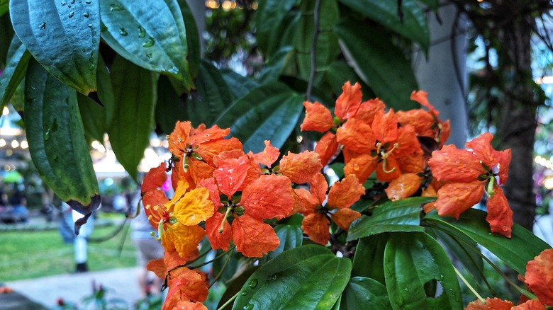 cinnamon tree with leaves & flowers