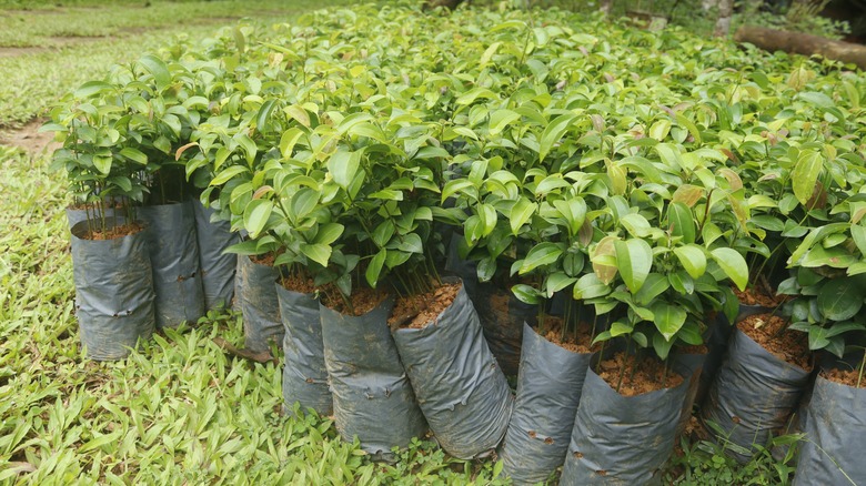 cinnamon trees in pots