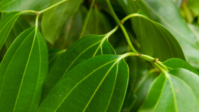 close up of cinnamon leaves