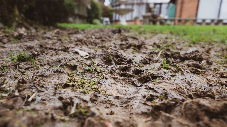 Muddy area in a lawn