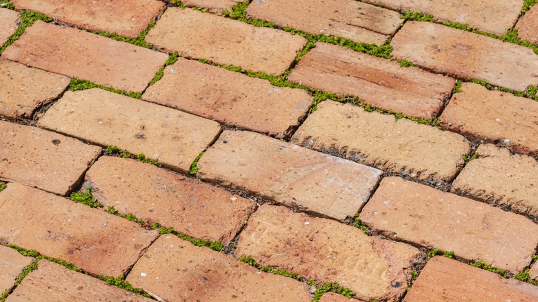 Brick with grass in cracks