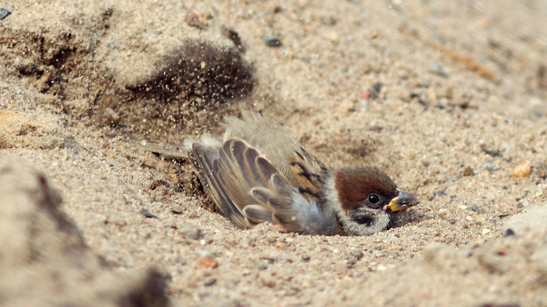 sparrow taking a dust bath