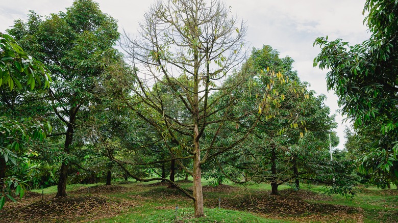 dead tree surrounded by green trees