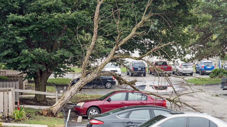 dead tree falls on car after storm