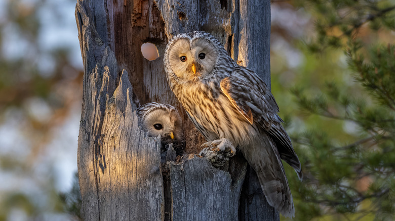 two owls resting on tree trunk