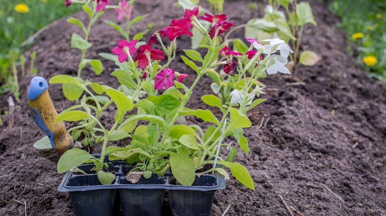 Flowering nicotiana ready to plant