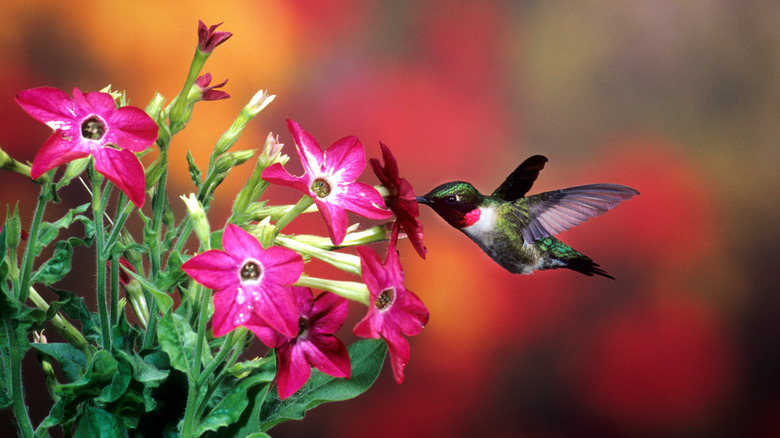 Hummingbird feeding on flowering nicotiana