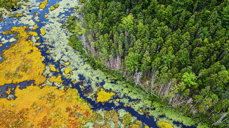 Toxic algae bloom in river 