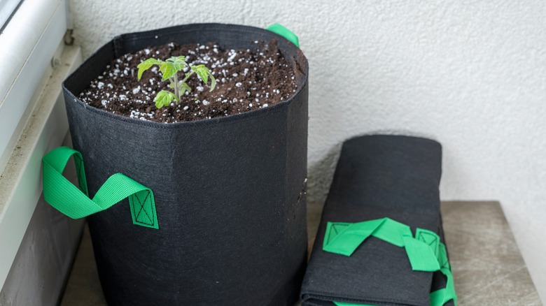 grow bag with tomato seedling